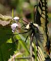  Swallowtail Butterfly 